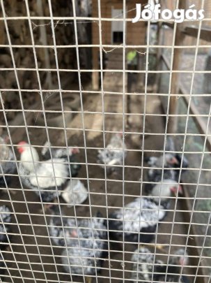 Eladó kakasok