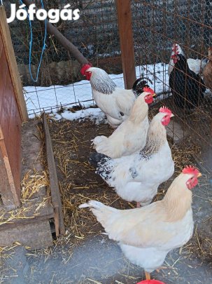 Eladó kakasok