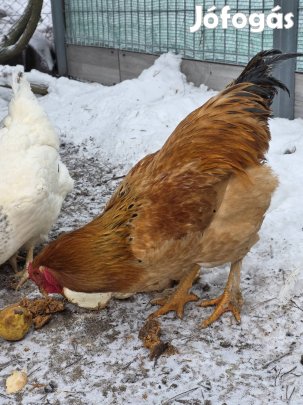 Eladó kakasok