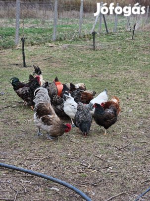Eladó kakasok Balkányban