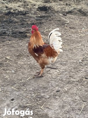 Eladó kakasok!