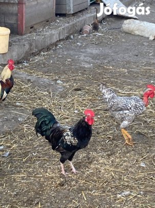 Eladó kakasok!