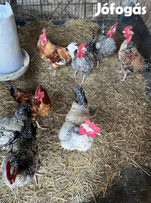 Eladó kakasok!