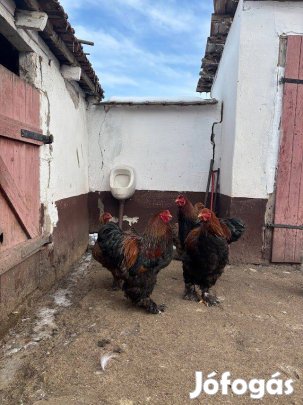 Eladó kakasok!