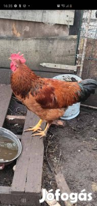Eladó kakasok!