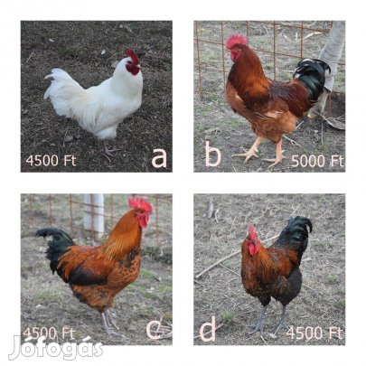 Eladó kakasok nógrád megye vanyarc
