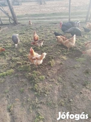 Eladó kakaspulyka