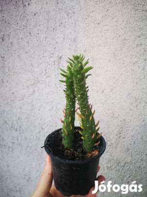 Eladó kaktusz