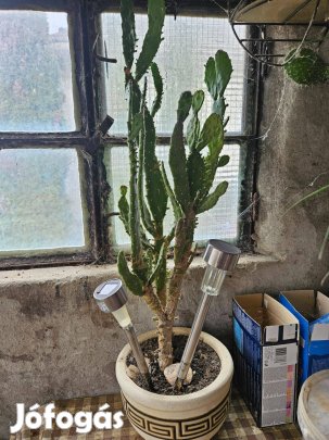 Eladó kaktuszok egyben agave, medvetalp