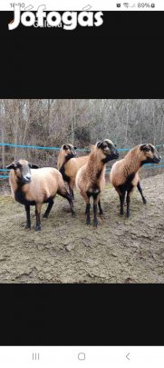 Eladó kameruni anyajuhok és bárányok 