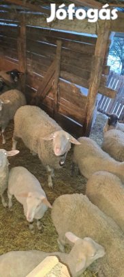 Elado kameruni baranyok