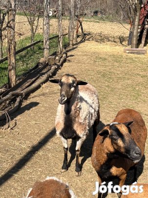 Eladó kameruni jerke