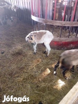 Eladó kameruni jerkék