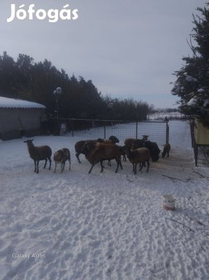 Eladó kameruni juhok