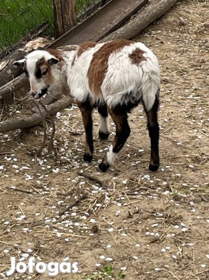 Eladó kameruni kis kos