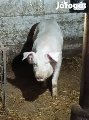 Eladó kan disznó