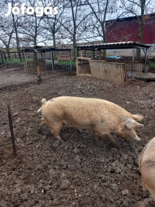 Eladó kan disznó