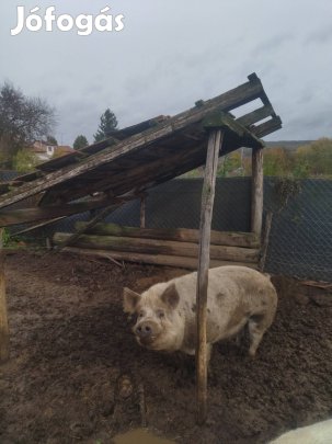 Eladó kan disznó.