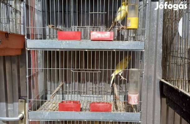 Eladó kanári