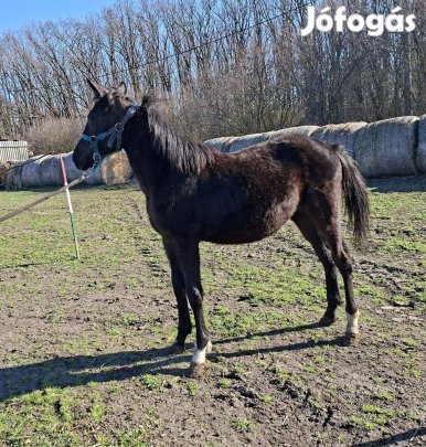 Eladó kanca csikó