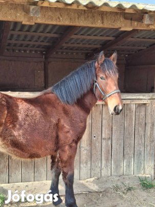 Eladó kanca csikó!