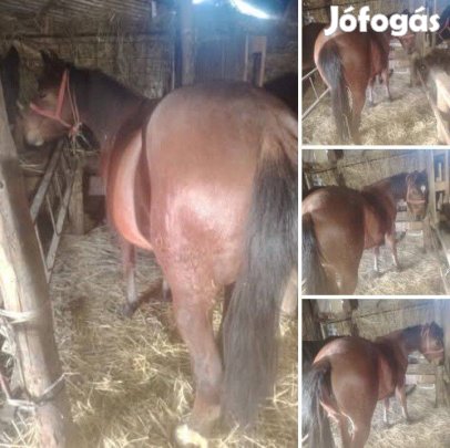 Eladó kanca csikó!