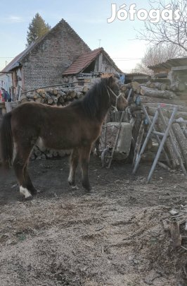 Eladó kanca csikó 