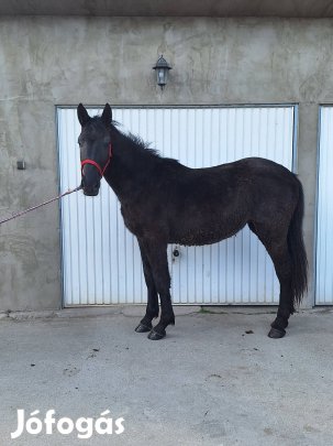 Eladó kanca csikó! 