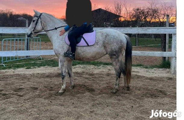 Eladó kanca ló