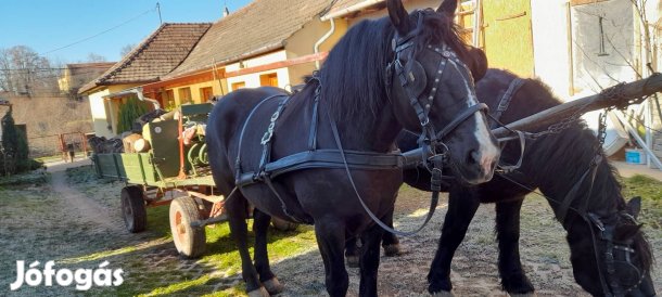 Eladó kanca ló