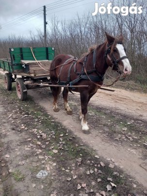 Eladó kanca ló 