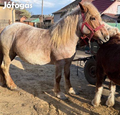 Eladó kanca ló és csikója