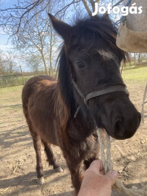 Eladó kanca póni
