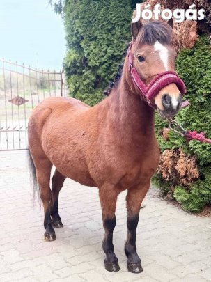 Eladó kanca póni