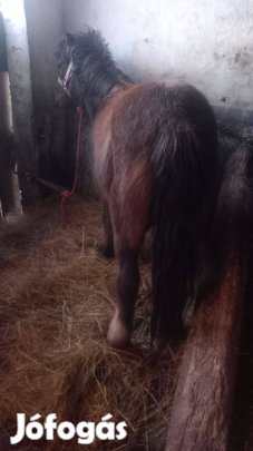 Eladó kanca póni