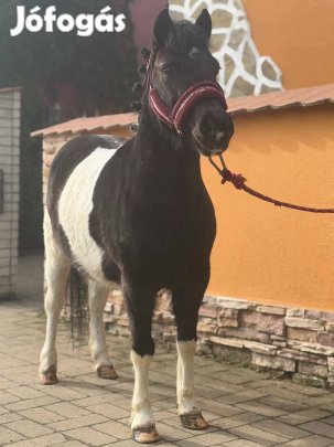 Eladó kanca póni