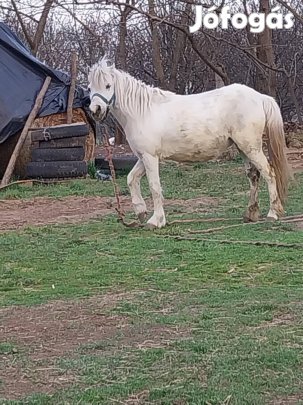 Eladó kanca poni 