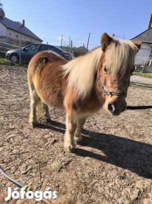 Eladó kanca póni 