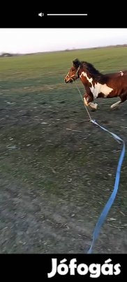 Eladó kanca póni 