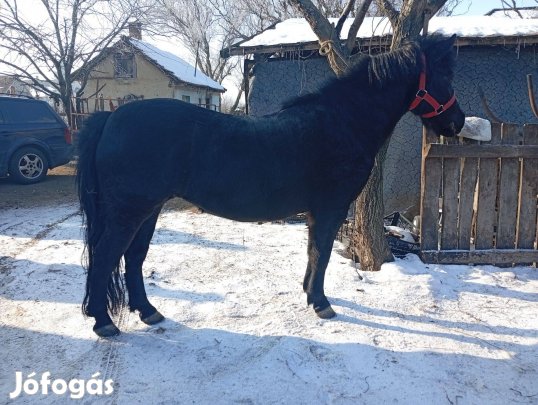 Eladó kanca póni befogva