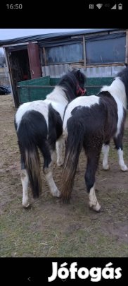 Eladó kanca pónik.