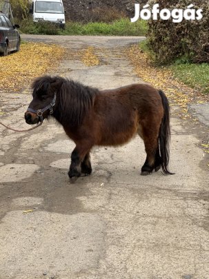 Eladó kanca póniló