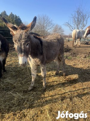 Eladó kanca szamár
