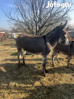 Eladó kanca szamár