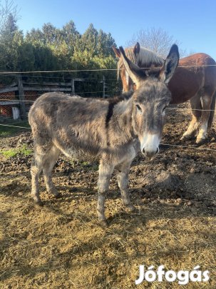 Eladó kanca szamár 