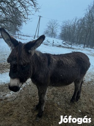 Eladó kanca szamarak