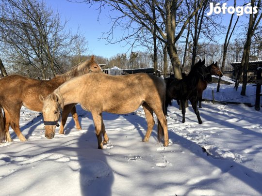 Eladó kancaállány 