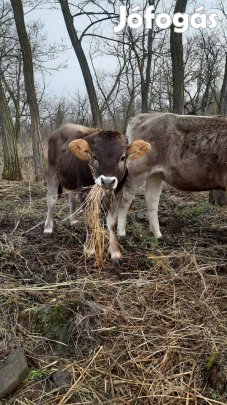 Eladó kárpáti borzderes üszők