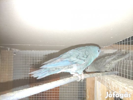 Elado katalin papagáj  