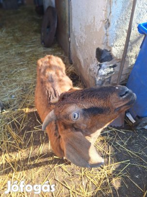 Eladó kecske
